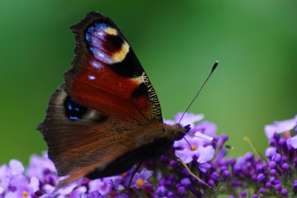 Vlinder