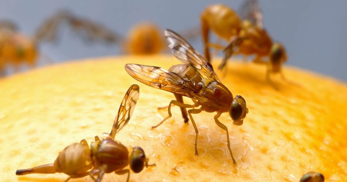 fruitvliegjes wat kun je er tegen doen