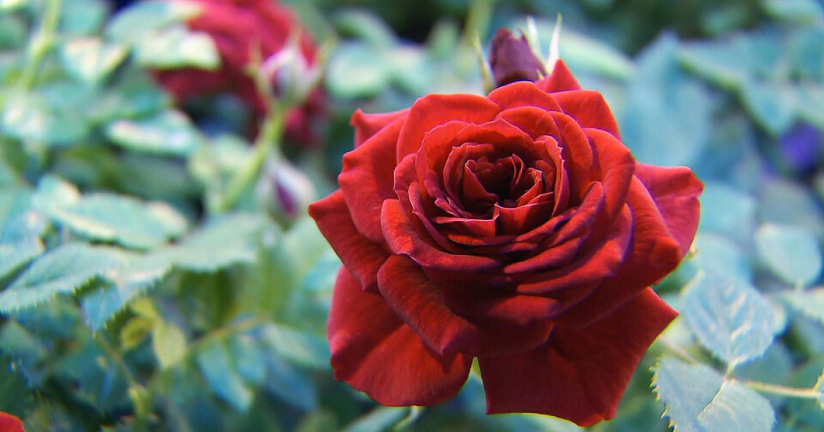 Eetbare rozen Opheusden BinnensteBuiten