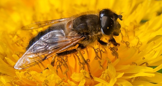 Bij op een paardenbloem | Foto: Pixabay