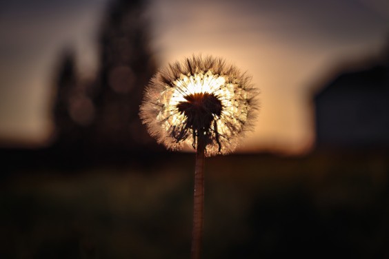 Paardenbloem | Foto: Pixabay