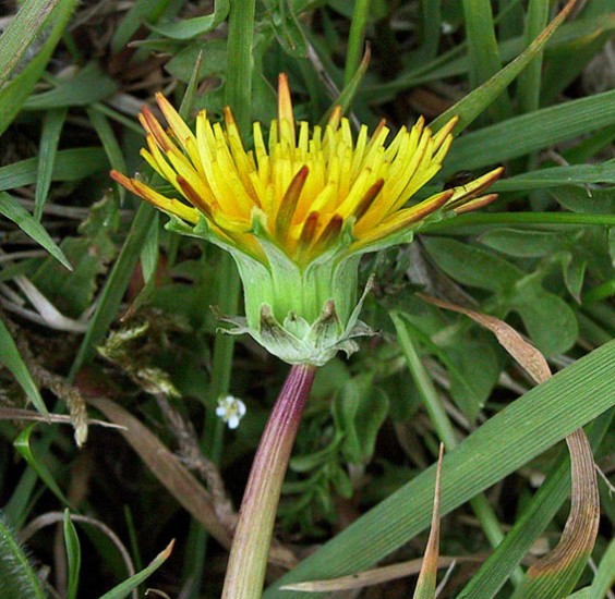 Kustpaardenbloem | Foto: Karst Meijer
