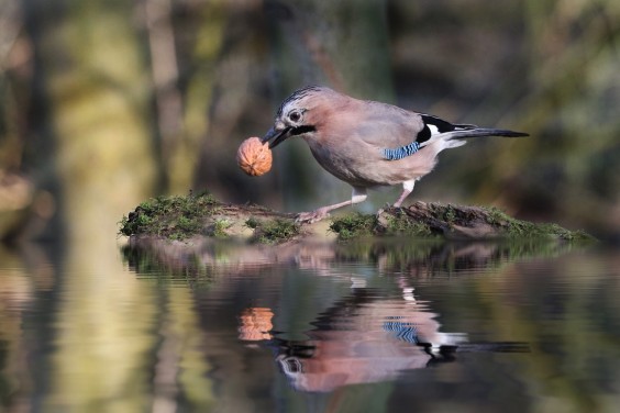 Vogels genieten van water in de buurt | Foto: Pexels