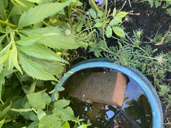 In deze mini-vijver van Anne zie je al veel kikkers