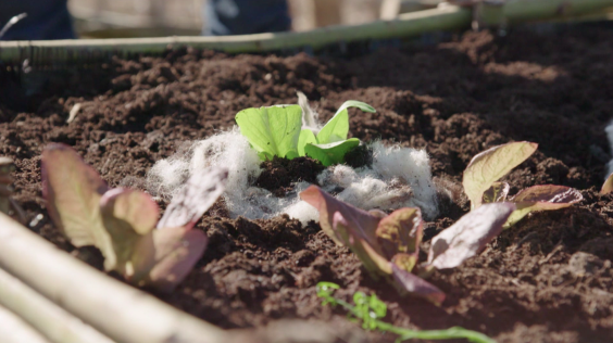 Sla in een perk (niet in de koude bak) maar met wol tegen slakken en om vocht vast te houden