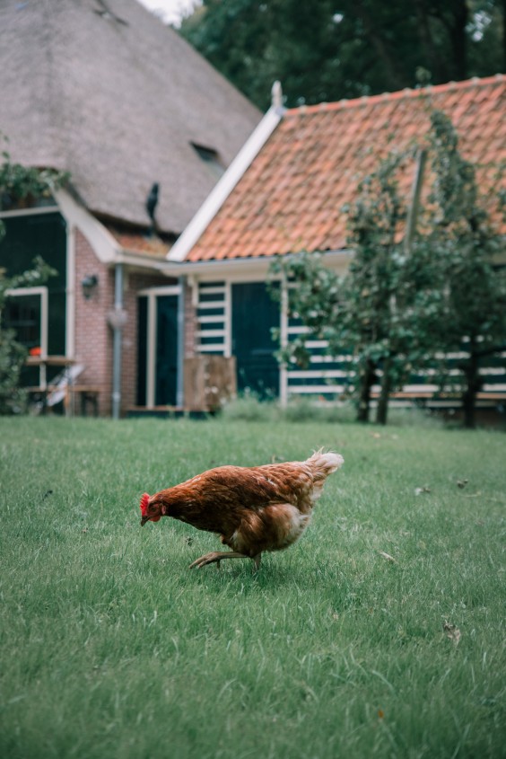 En kippen lopen vrij rond | Foto: Sheena Schouwink