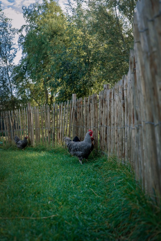 Kippen in de tuin | Foto: Sheena Schouwink