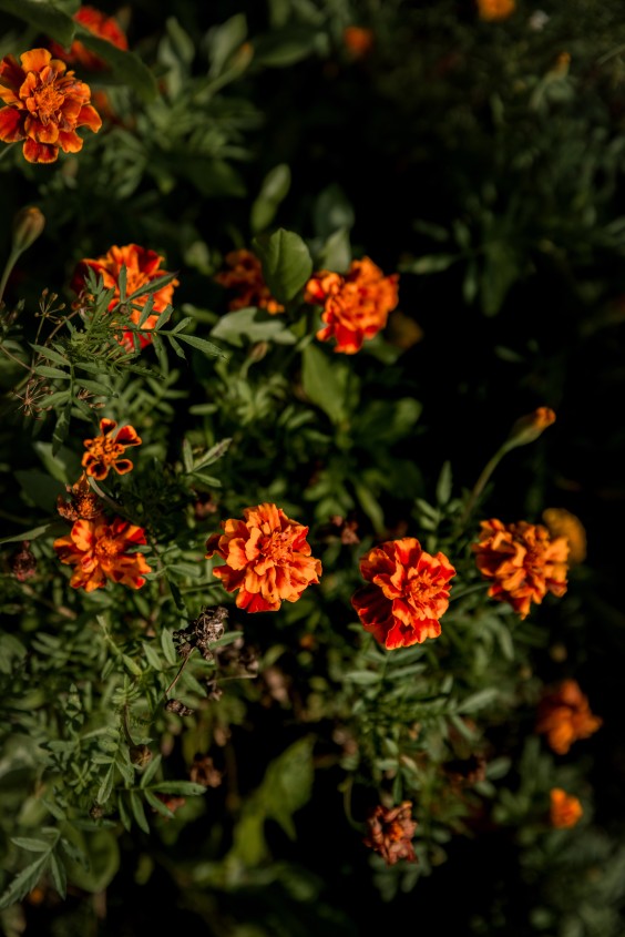 Duurzaam huis met veel groen | Foto: Sheena Schouwink