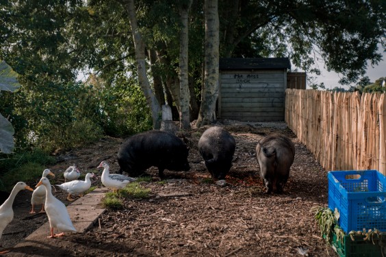 De varkens op het erf | Foto: Sheena Schouwink