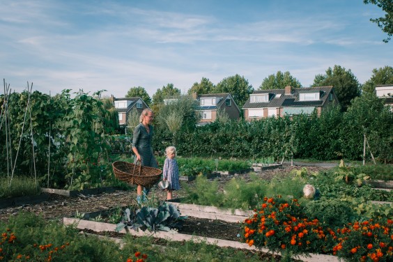 De moestuin van de familie | Foto: Sheena Schouwink