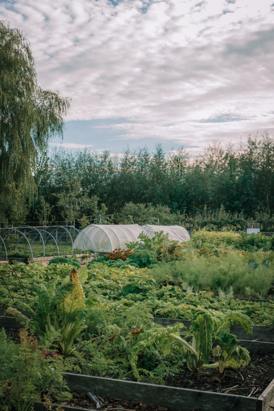 De moestuin | Foto: Sheena Schouwink