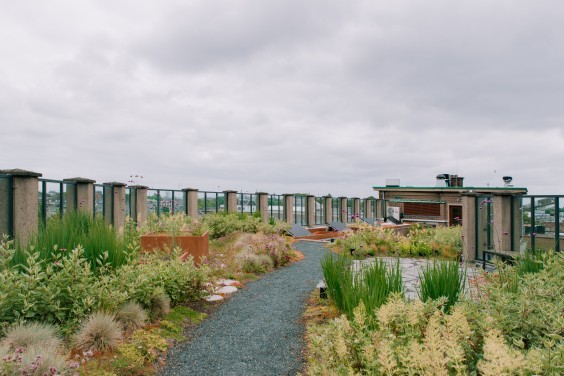 Blauw-groen dak in Amsterdam | Foto: Sheena Schouwink