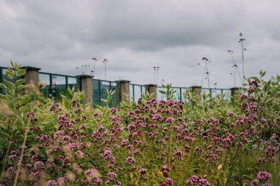 Blauw-groen dak in Amsterdam | Foto: Sheena Schouwink