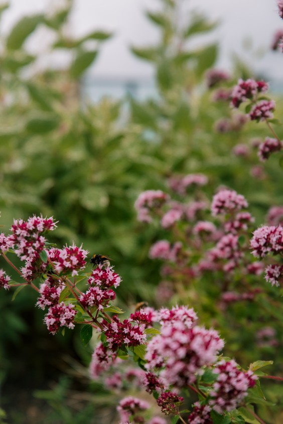 Duurzame lifestyle expert Marieke neemt een kijkje op een blauw-groen dak| Foto: Sheena Schouwink