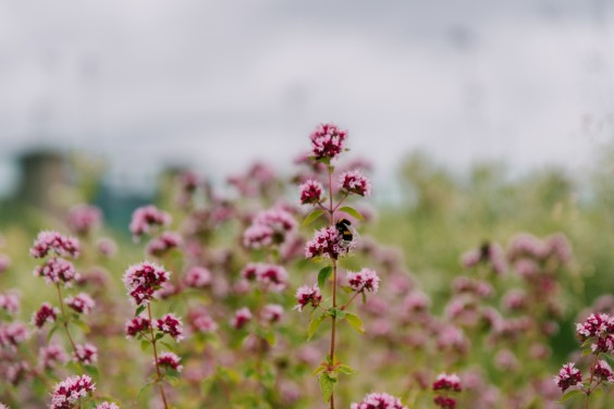 Groen dak in Amsterdam | Foto: Sheena Schouwink
