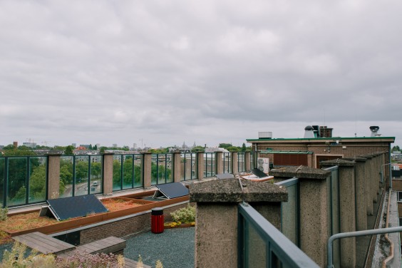 Groen dak in Amsterdam | Foto: Sheena Schouwink