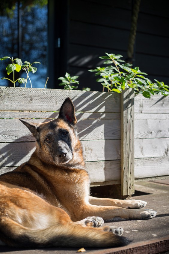 Boerderij met zwemvijver Giessenburg | Foto: Roos Eijmers