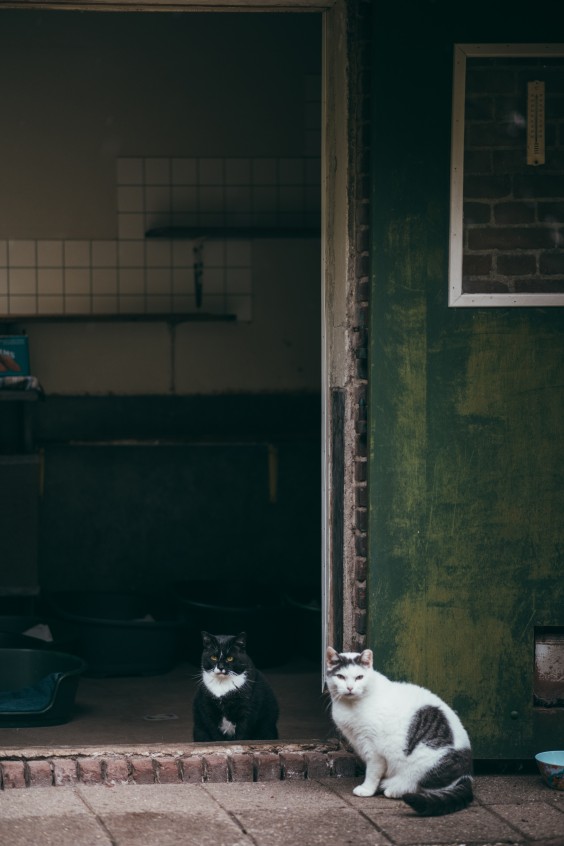 In het Kattendorp wonen 60 katten | Fotografie: Marjon Lukje