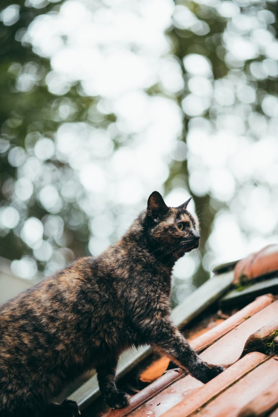 De katten krijgen door de omgeving een zo natuurlijk mogelijk leven | Fotografie: Marjon Lukje