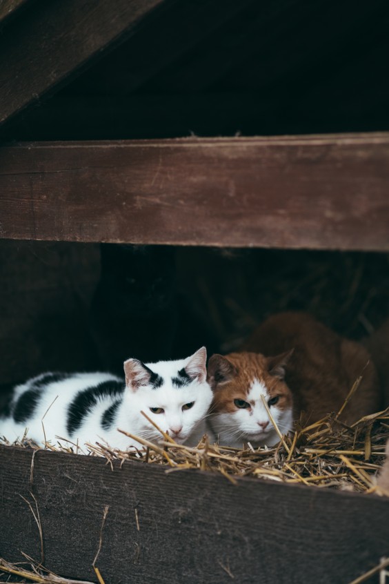 De katten zoeken elkaar ook vaak op om even te knuffelen | Fotografie: Marjon Lukje