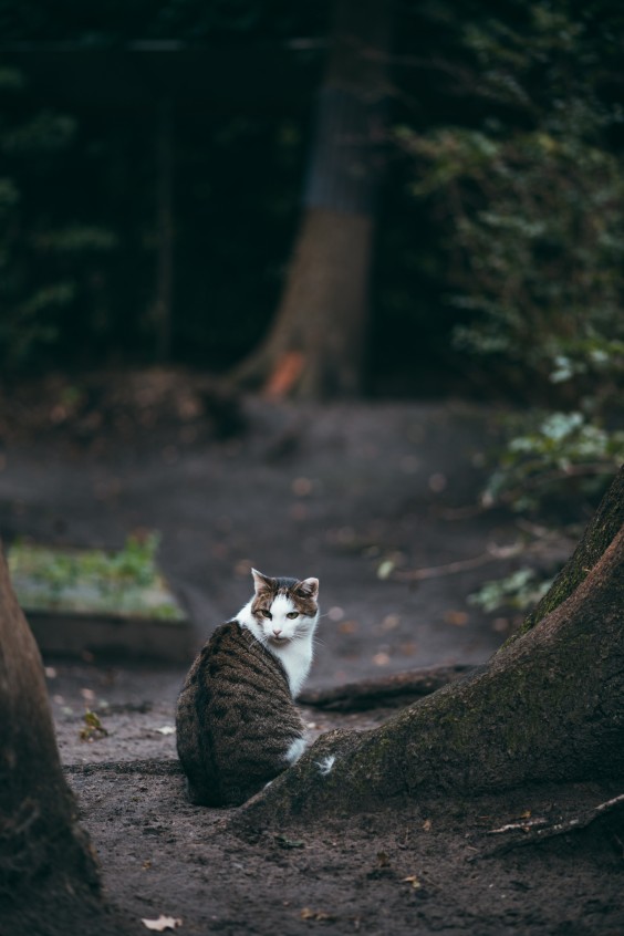 In de bosrijke omgeving kunnen de katten op avontuur gaan | Fotografie: Marjon Lukje