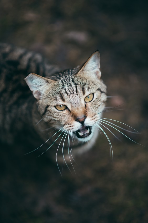 Beheerder Yvette vindt het geweldig om met de katten te zijn | Fotografie: Marjon Lukje