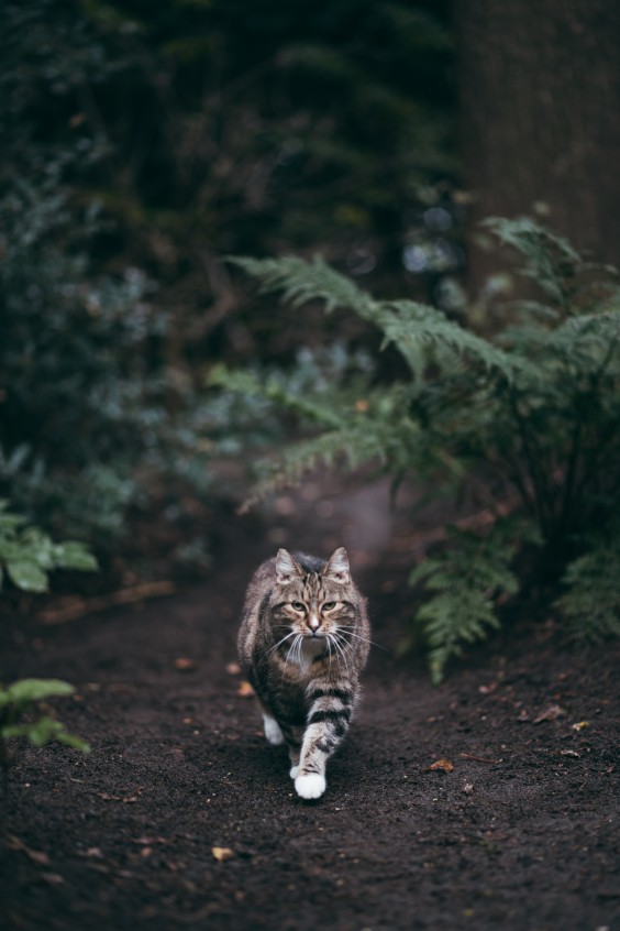 Lekker ronddwalen door de bossen | Fotografie: Marjon Lukje