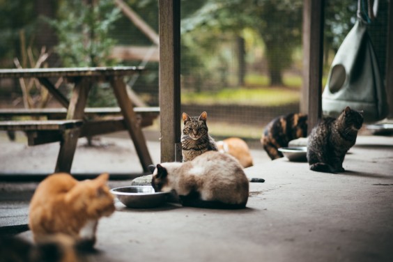 In het Kattendorp wonen allerlei katten die (nog) geen thuis hebben | Fotografie: Marjon Lukje 