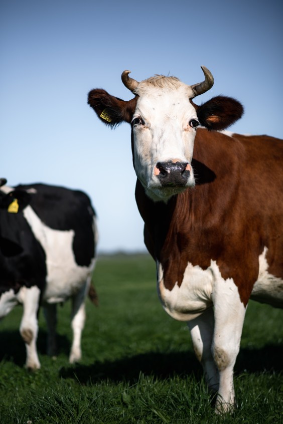 Vloggende boerin Welmoed Deinum | Fotografie: Marjon Lukje