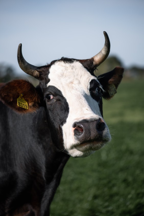 Vloggende boerin Welmoed Deinum | Fotografie: Marjon Lukje