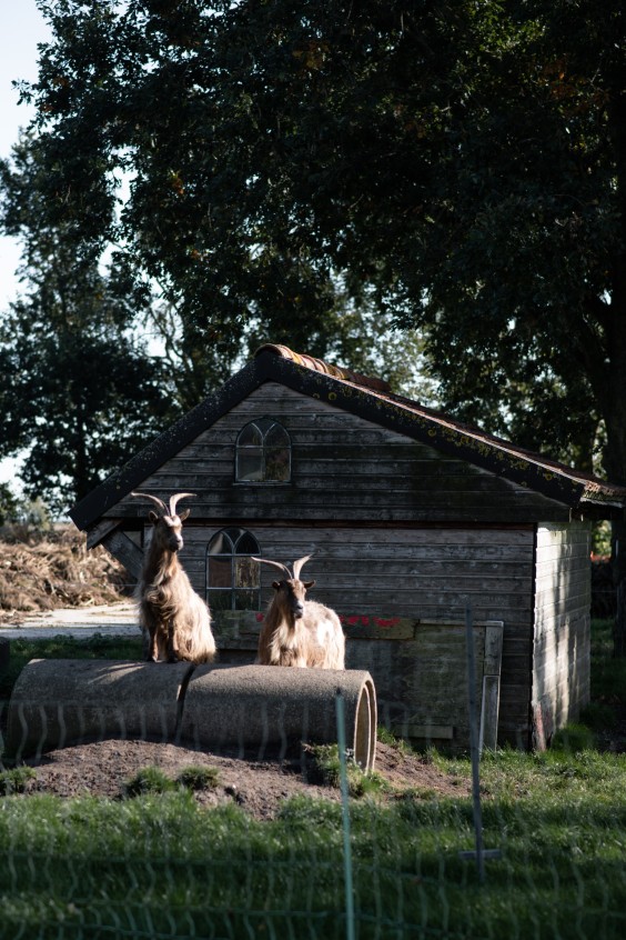 Op de boerderij van Welmoed en Regina | Foto: Marjon Lukje