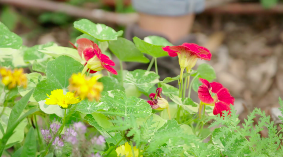 Manon onderhoudt met Jan en Simon moestuinen dichtbij Dordrecht | Still uit de uitzending