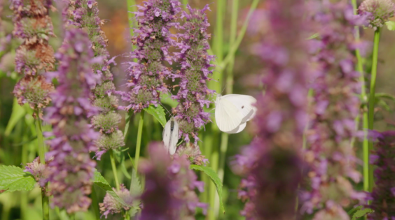 De vlindertuin in Tiel | Afbeelding uit de uitzending