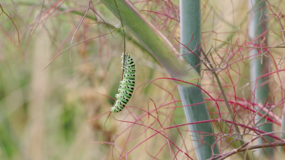 De vlindertuin in Tiel | Afbeelding uit de uitzending