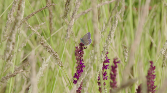 De vlindertuin in Tiel | Afbeelding uit de uitzending
