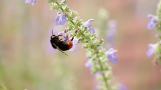 De vlindertuin in Tiel | Afbeelding uit de uitzending