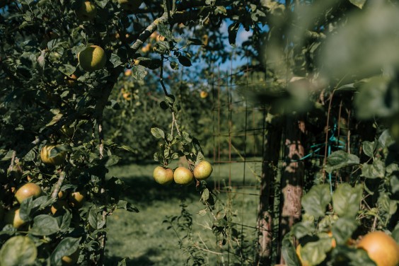 Vegan honing in Strijen | Fotografie: Sheena Schouwink