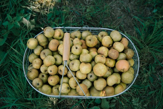 Vegan honing in Strijen | Fotografie: Sheena Schouwink