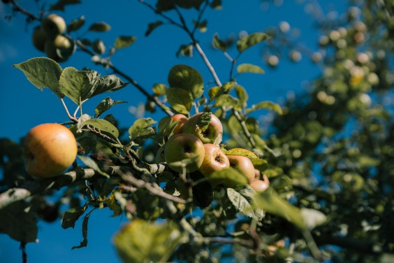 Vegan honing in Strijen | Fotografie: Sheena Schouwink