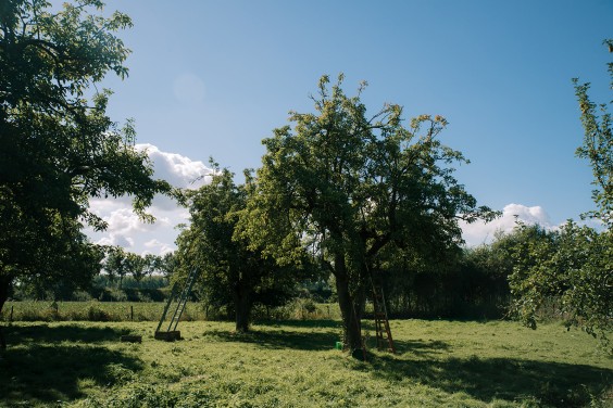 Vegan honing in Strijen | Fotografie: Sheena Schouwink