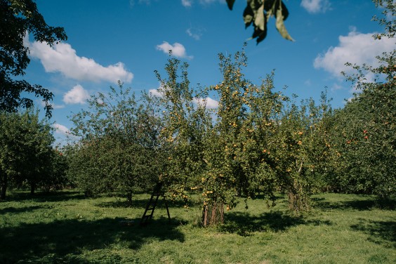 Vegan honing in Strijen | Fotografie: Sheena Schouwink