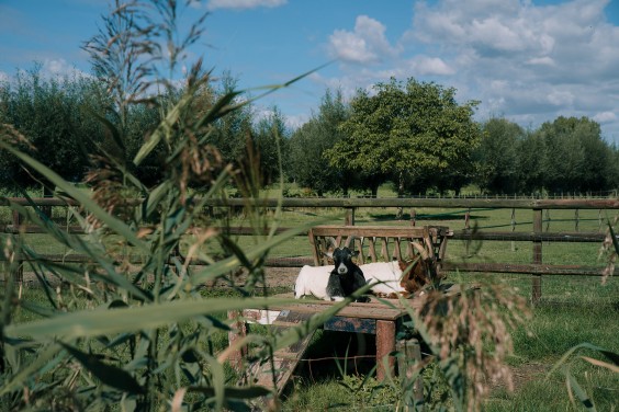 Vegan honing in Strijen | Fotografie: Sheena Schouwink