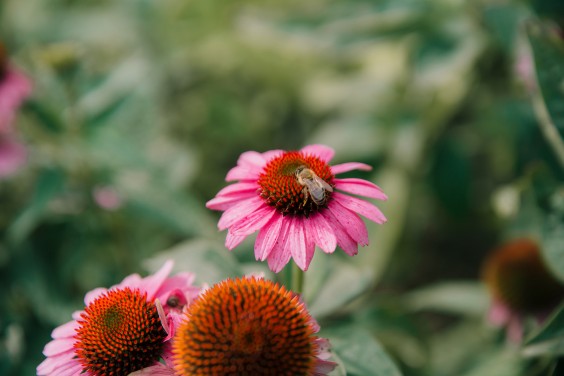 Vegan honing in Strijen | Fotografie: Sheena Schouwink