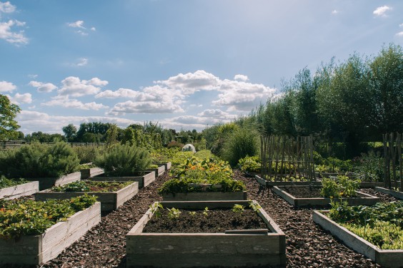 Vegan honing in Strijen | Fotografie: Sheena Schouwink