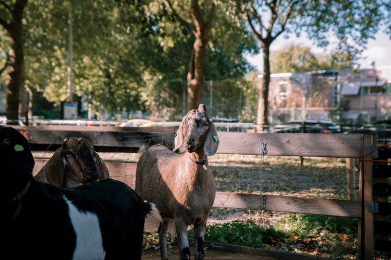 De geiten bij Dierenweide Dieze Oost | Fotografie: Sheena Schouwink