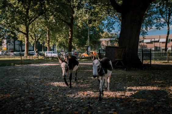 De knuffel ezels | Fotografie: Sheena Schouwink