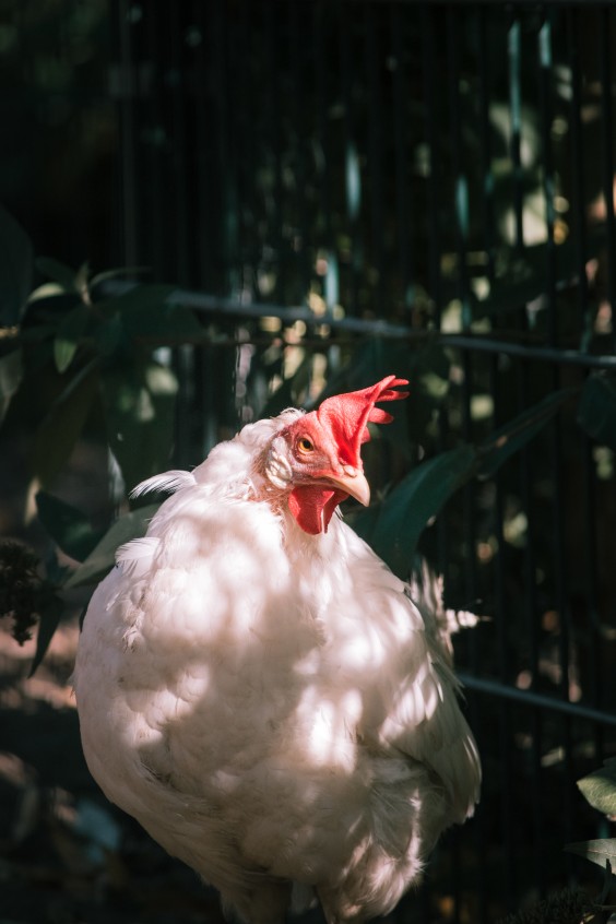 Er zijn ook kippen bij Dierenweide Dieze Oost | Fotografie: Sheena Schouwink