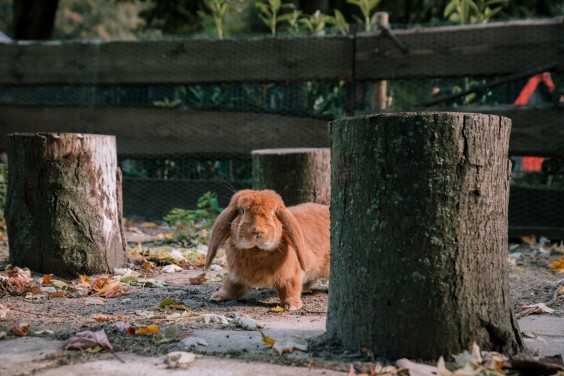 De knuffelkonijnen | Fotografie: Sheena Schouwink