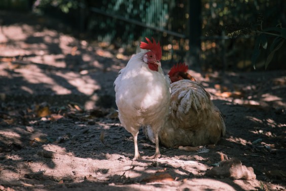 De kippen | Fotografie: Sheena Schouwink
