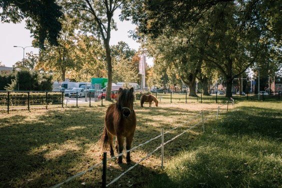 De Falabella's | Fotografie: Sheena Schouwink